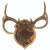 Walnut Hollow Deluxe Antler Display Kit