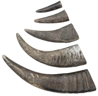 Raw Water Buffalo Horn Tips