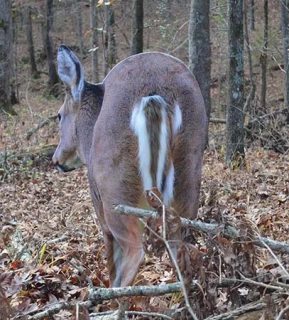 Montana Decoy Deer Rump